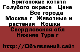 Британские котята Голубого окраса › Цена ­ 8 000 - Все города, Москва г. Животные и растения » Кошки   . Свердловская обл.,Нижняя Тура г.